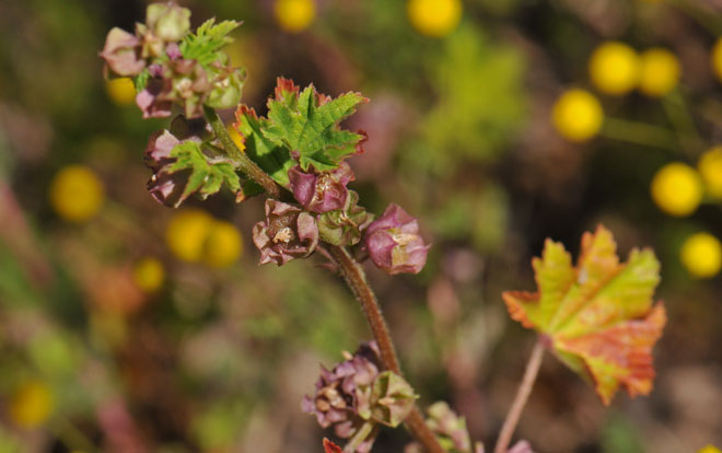 Malva parviflora, Cheeseweed Mallow